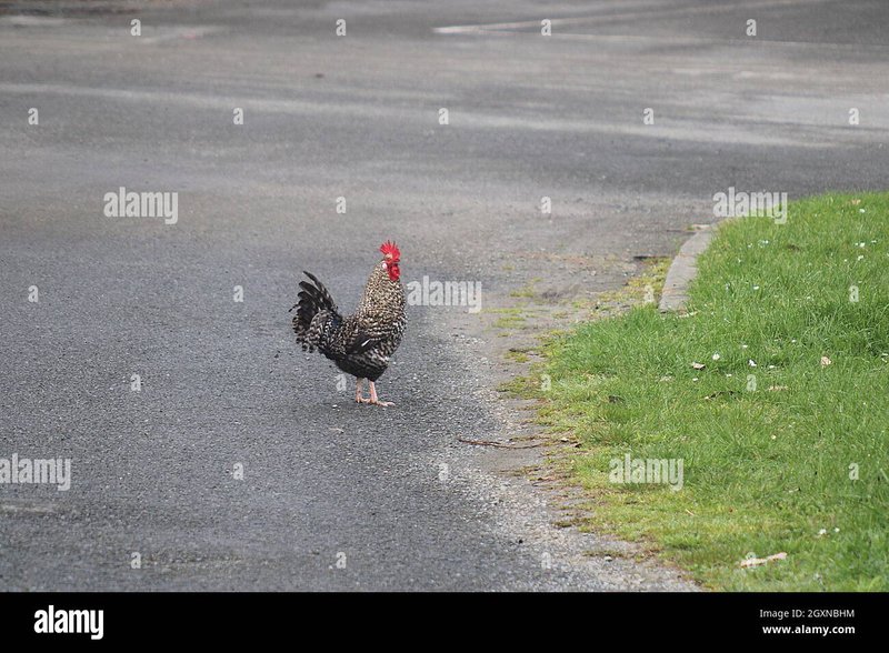 Chicken road 2, chicken road 2 site officiel