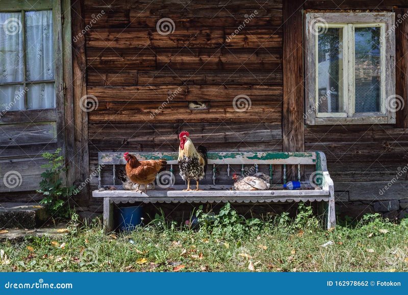 O privire asupra chicken road demo